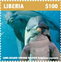 Long-Beaked Common Dolphin