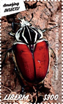 Beetles