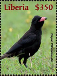 Piapiac (Ptilostomus afe)