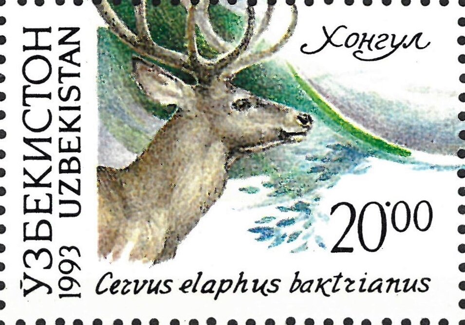Red Deer (Cervus elaphus)