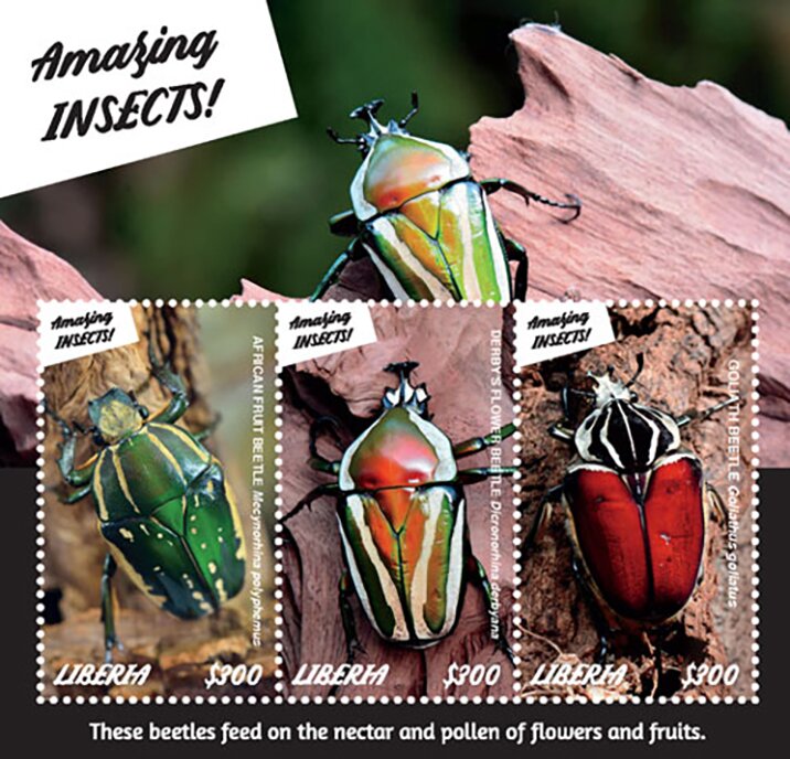 Beetles