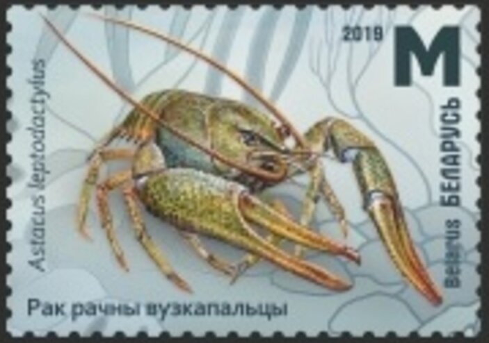 Narrow-Clawed Crayfish (Astacus leptodactylus)