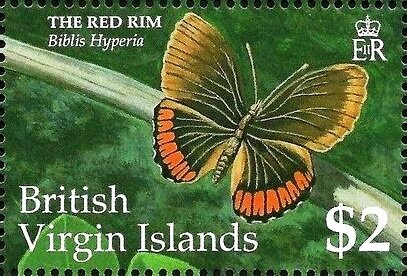 Red Rim (Biblis hyperia)