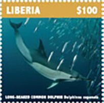 Long-Beaked Common Dolphin