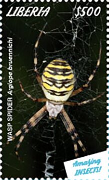 Wasp Spider