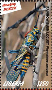 Grasshoppers