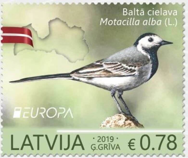 White Wagtail (Motacilla alba)