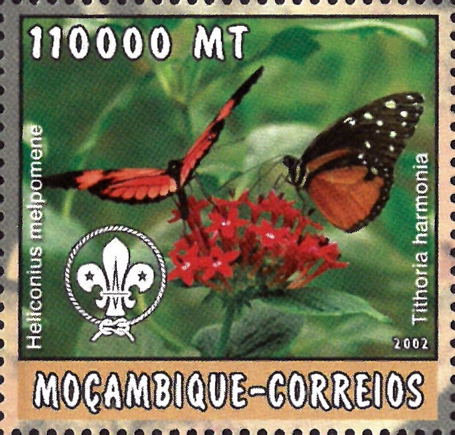 Helicionius melpomene / Tithoria harmonia