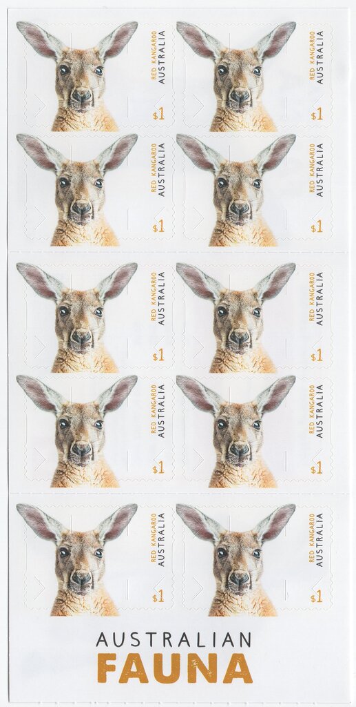 Red Kangaroo (Macropus rufus)