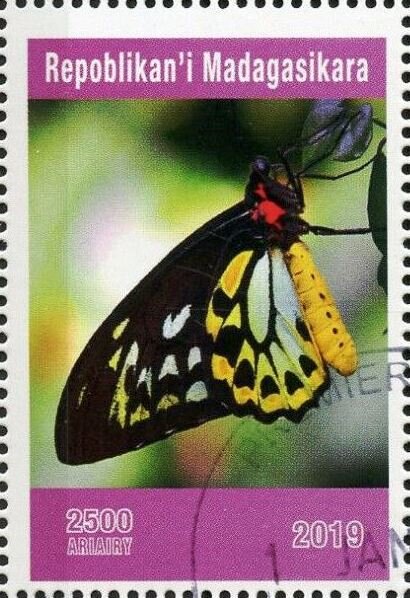 Butterflies