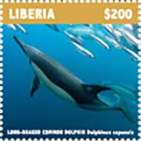 Long-Beaked Common Dolphin