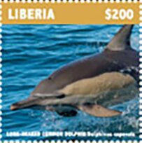 Long-Beaked Common Dolphin