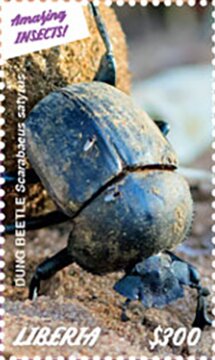 Dung Beetle