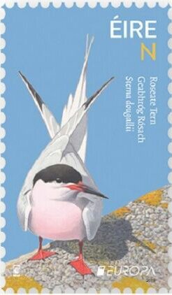 Roseate Tern (Sterna dougallii)