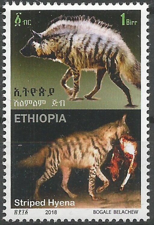 Striped Hyena (Hyaena hyaena)