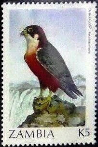 Stamp, Falco fasciinucha, Zambia,  , Animals (Fauna), Birds, Birds of Prey, Falcons
