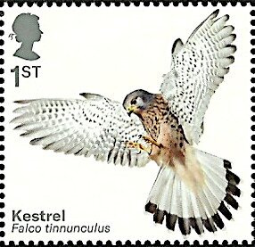 Eurasian Kestrel (Falco tinnunculus)