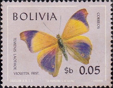Tomato (Temenis laothoe violetta)