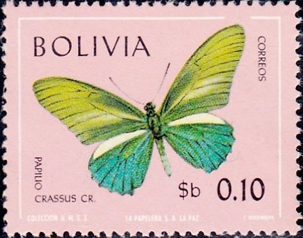 Crassus Swallowtail (Papilio crassus)