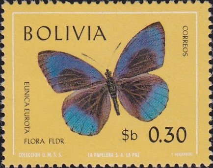 (Eunica eurota flora)