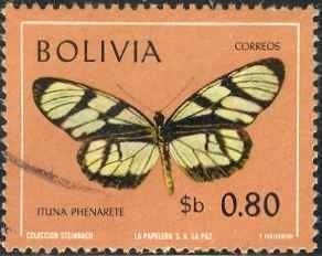 (Ituna phenarete)