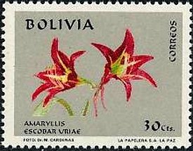 Amaryllis escobar uriae