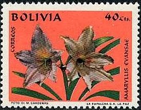 Amaryllis evansae