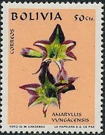 Stamp, Amaryllis yungacensis, Bolivia,  , Flowers, Plants (Flora)