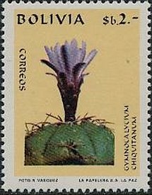 Gymnocalcium chiquitanum