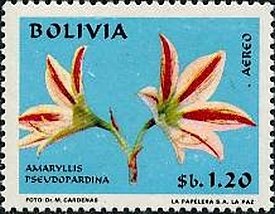 Amaryllis pseudopardina