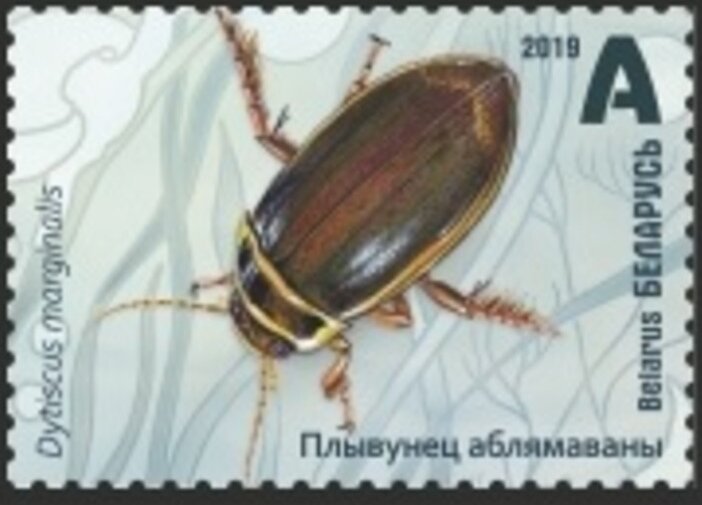 Great Diving Beetle (Dytiscus marginalis)