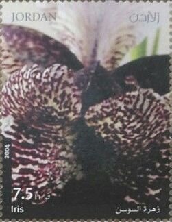 Nazareth Iris