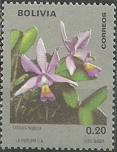 Cattleya nobilior