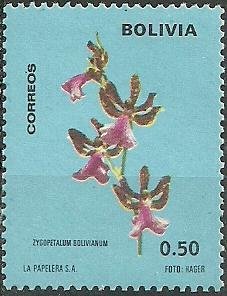Zygopetalum maculatum (syn.Zygopetalum bolivianum)