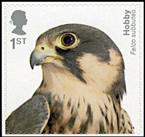 Stamp, Eurasian Hobby (Falco subbuteo), United Kingdom of Great Britain & Northern Ireland,  , Animals (Fauna), Birds, Birds of Prey