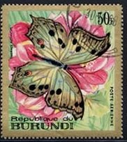 (Salamis aethiops)