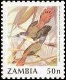 Erythrocercus livingstonei