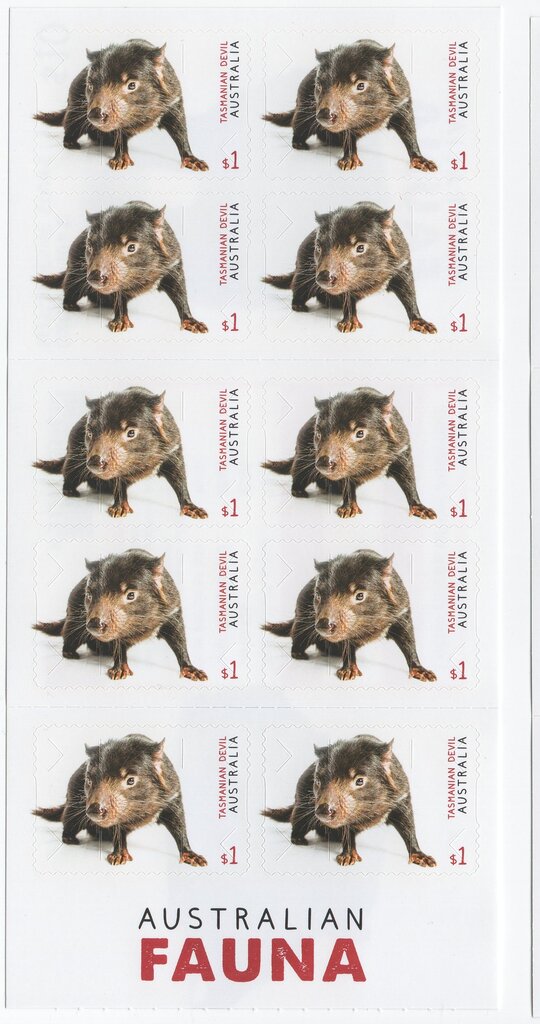 Tasmanian Devil (Sarcophilus harrisii)