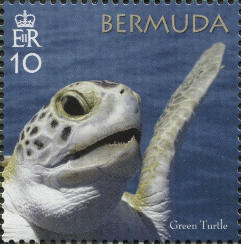 50th Anniversary of the Bermuda Turtle Project