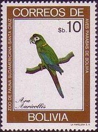 Golden Collared Macaw (Ara auricollis)