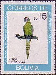 Military Macaw (Ara militaris) 
