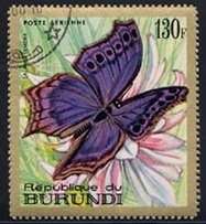 Blue Salamis Butterfly (Salamis temora)