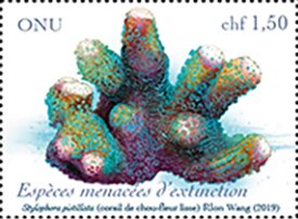 Smooth Cauliflower Coral (Stylophora species)