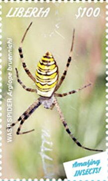 Wasp Spider