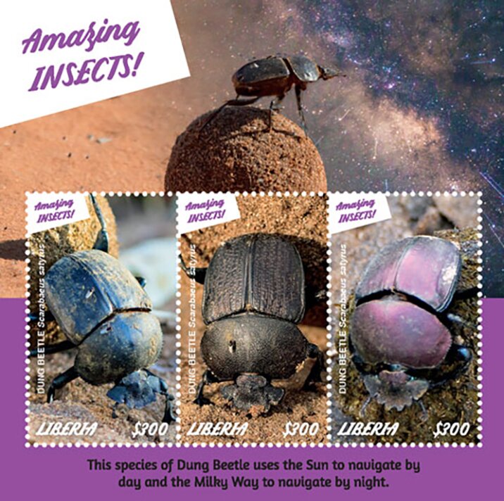Dung Beetle