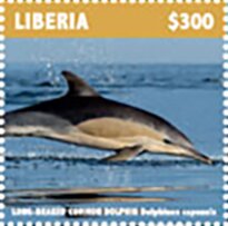 Long-Beaked Common Dolphin
