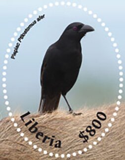 Stamp, Piapiac (Ptilostomus afe), Liberia,  , Birds