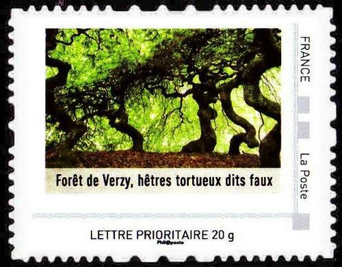 Foret de Verzy, hetres tortueux dits faux