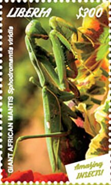 Giant African Mantis