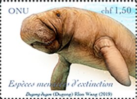 Dugong (Dugong dugon)